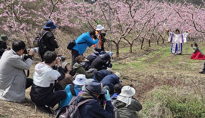 ▲ 지난 5일 사진작가들이 한복을 입고 복사꽃을 배경으로 포즈를 취하고 있는 모델들을 촬영하고 있다. 권오석 기자