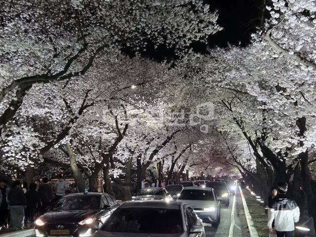 경주지역 대표적인 벚꽃터널로 야간에도 시민과 관광객들의 발길이 이어지고 있다. 강시일 기자