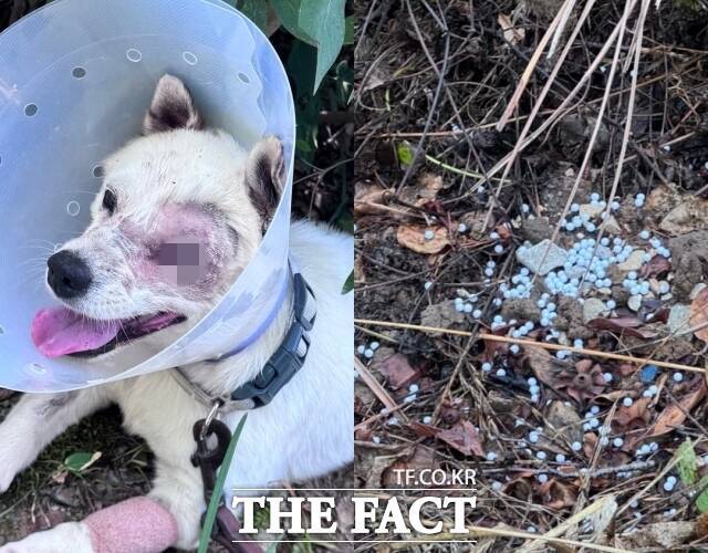 지난 6월 경남 거제의 한 식당 마당에 묶인 개들에게 비비탄 수백 발을 난사해 죽거나 다치게 한 해병대원들이 징계 처분에 불복해 이의신청을 제기했다. 해병대원들이 쏜 비비탄에 맞아 안구적출 수술을 받은 반려견. /비글구조네트워크 인스타그램