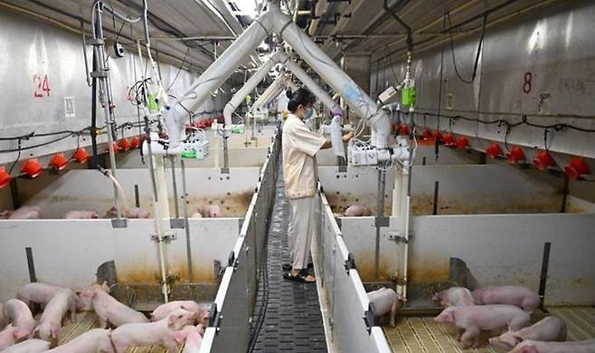 지난해 8월20일 무위안식품 직원이 새끼돼지 성장 상황을 점검하고 있다. ⓒ 신화통신 홈페이지 캡처