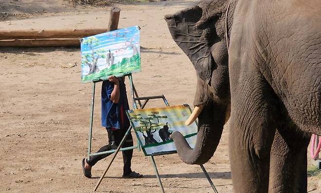 ‘매땡코끼리공원’의 코끼리가 그림 그리기 쇼를 하고 있다. 남종영 제공