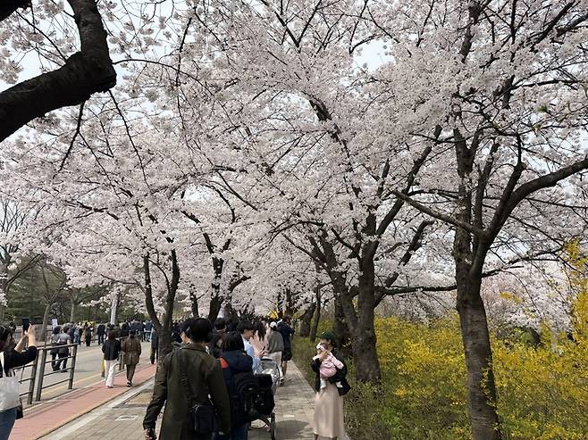 2026 영등포 여의도 봄꽃축제 개화 상황 / 사진= 문서연 여행+ 기자