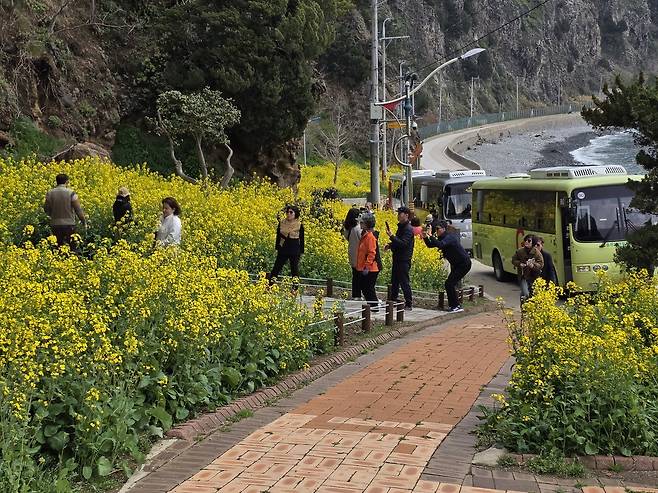 울릉군 서면 구암리 해안도로를 따라 이동하던 관광버스들이 유채꽃밭 앞에서 연신 멈춰 서고 있다. 버스에서 내린 상춘객들이 만개한 유채꽃 물결을 배경으로 기념사진을 찍으면서 봄의 정취를 만끽하고 있다. /황진영 기자