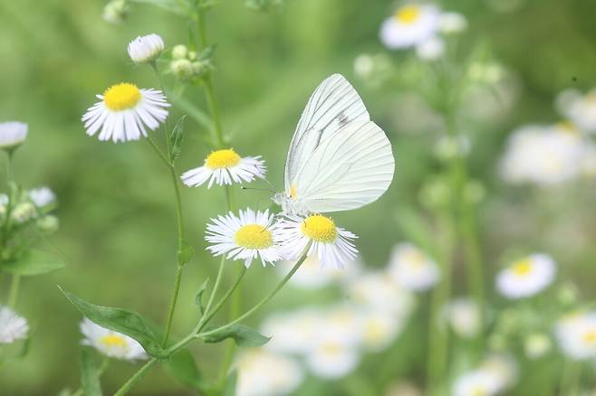 배추흰나비. (사진 이강운 대기자)/뉴스펭귄