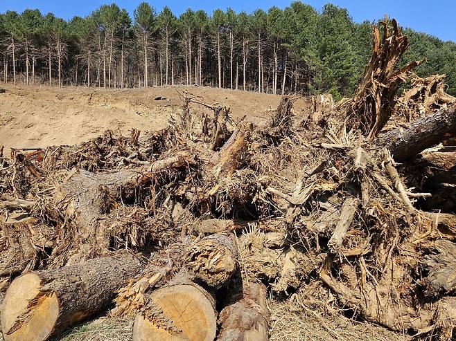 홍천 풍천리 훼손 현장. (사진 이강운 대기자)/뉴스펭귄