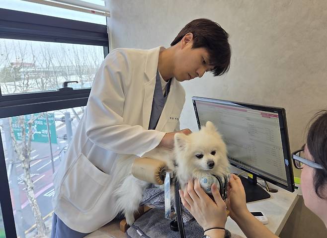 박정연 경인동물의료원 원장이 포메라니안 종 반려견에게 전침 치료를 하고 있다. ⓒ 뉴스1 한송아 기자