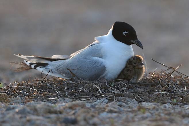 새끼를 품에 안아 저체온을 막아주는 검은머리갈매기 어미.