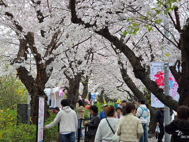 6일 여의도 윤중로 모습 /사진=이정우 기자