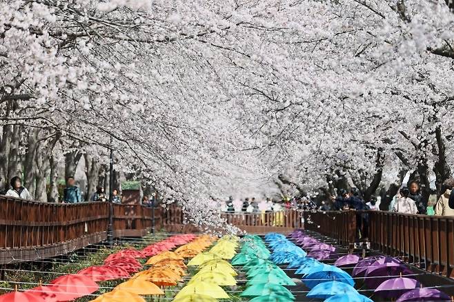 ‘제64회 진해군항제’가 지난 5일 10일간의 여정을 마무리했다. 사진은 벚꽃이 만개한 진해 여좌천 일대 모습. 2026.4.6. 창원시 제공