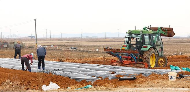 지난 3월 11일 인천 강화군 교동도에서 농민들이 밭에 멀칭용 비닐을 덮으며 농사 준비를 하고 있다. 연합뉴스