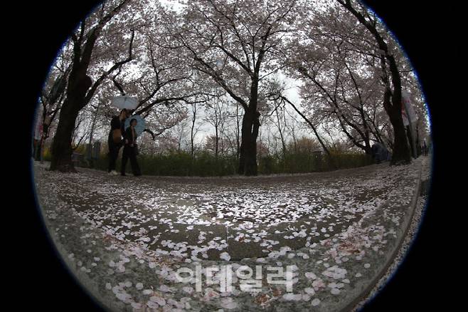 서울에 봄비가 내린 6일 서울 여의도 윤중로 벚꽃길을 찾은 시민들이 산책을 하고 있다.(사진=노진환 기자)