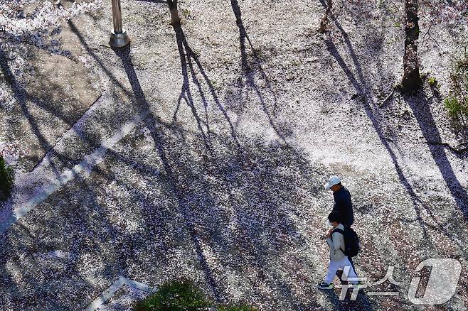 7일 경북 포항시 남구 포항 시청사 뒷편 산책로에서 할아버지 손을 잡은 초등학생이 벚꽃잎을 밟으며 등교하고 있다. ⓒ 뉴스1 최창호 기자