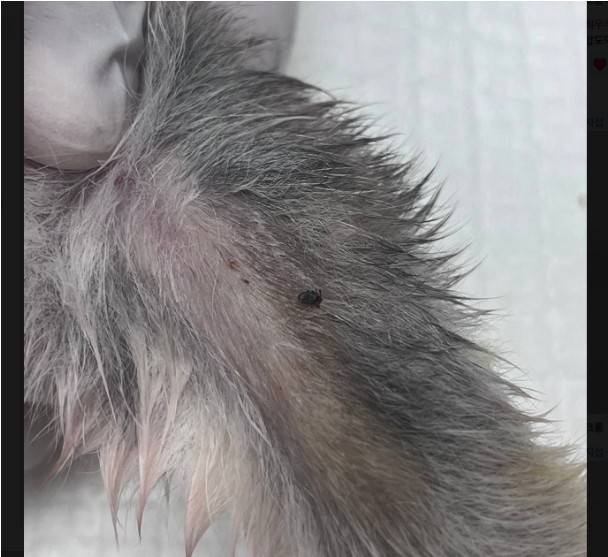 반려견 다리에 붙어있는 진드기(SD동물의료센터 제공) ⓒ 뉴스1