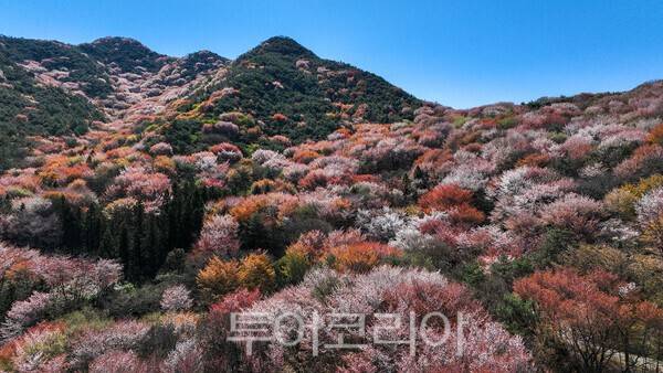 고비산 연분홍 선벚꽃의 모습 / 사진_투어코리아 유지훈 기자