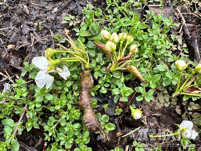 ▲지난 6일 함평지역에 우박이 내려 농작물 피해가 우려되고 있다.ⓒ함평군