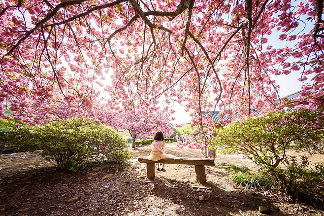 전남 순천시 선암사에 활짝 핀 홍매화 아래로 어린 아이가 벤치에 앉아 풍경을 즐기고 있다. 전라남도