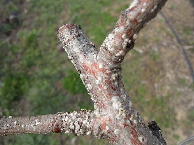 가지에 붙어있는 깍지벌레 모습 ⓒ상주시 제공