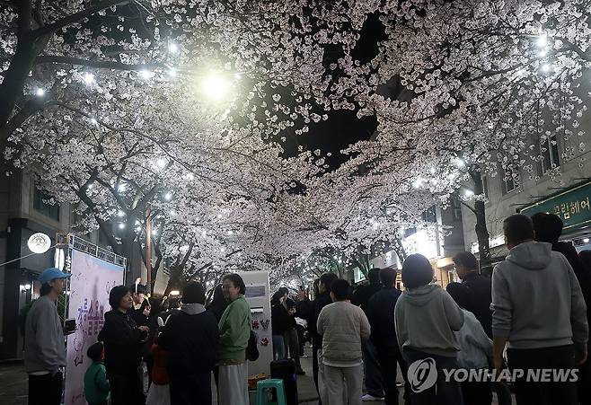 벚꽃 만개한 낭만의 밤 (강릉=연합뉴스) 유형재 기자 = 4일 밤 '2026 강릉벚꽃축제'의 하나인 '솔올블라썸'이 열리는 강릉시 교동택지에 많은 주민이 나와 봄의 낭만을 만끽하고 있다. 2026.4.4 yoo21@yna.co.kr