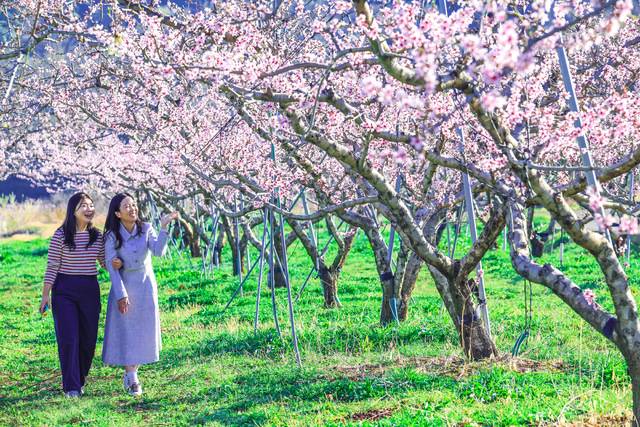 청도를 찾은 방문객이 청도 전역에 만개한 복사꽃 들녘을 걷고 있다. 청도군 제공