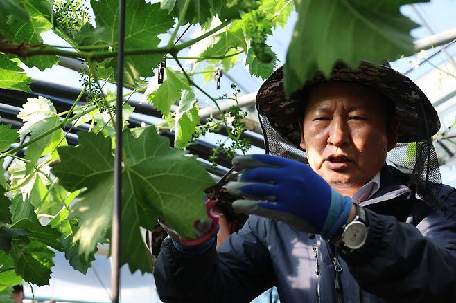더불어민주당 정청래 대표가 8일 경북 상주시 모동면의 한 포도 농장을 찾아 포도 따기 체험을 하고 있다. /연합뉴스