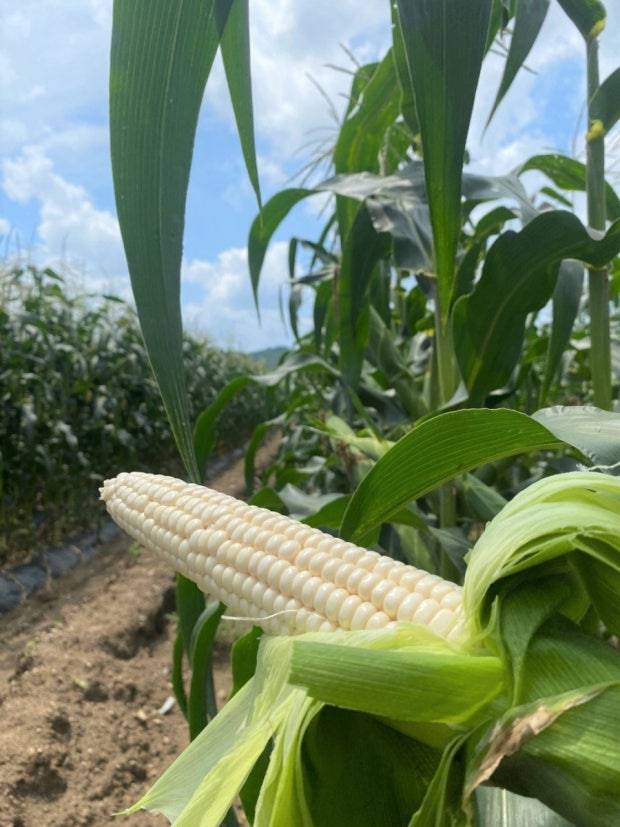 괴산 대학찰옥수수는 흰색의 낱알이 일직선으로 통통하고 고르게 붙어 있다.