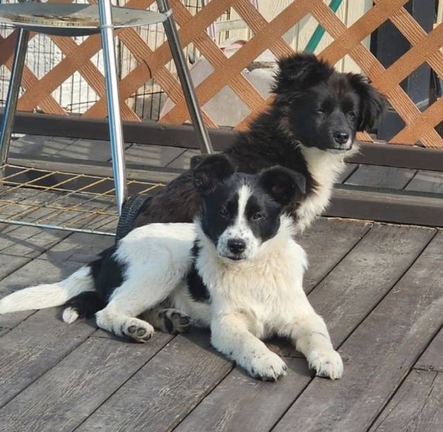 ▲ 캐나다로 입양이 결정된 유기견