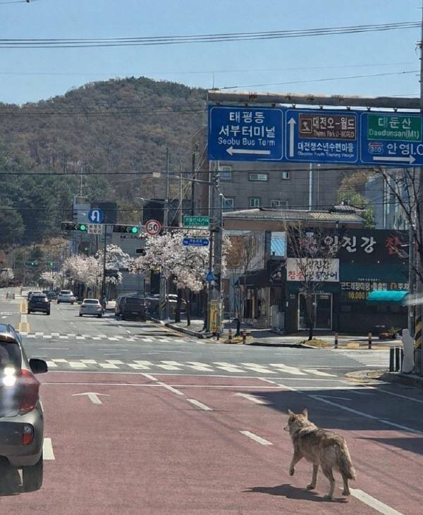 거리를 배회하는 늑대. 연합뉴스