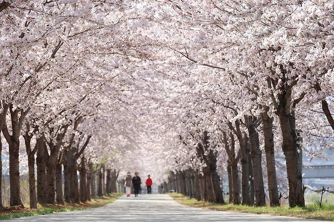 동해시 전천변 둑방 벚꽃터널