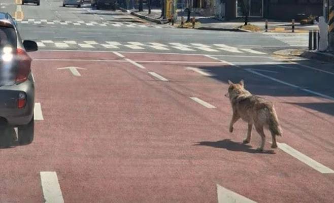 대전 오월드 동물원에서 탈출한 수컷 늑대 '늑구'가 오월드 네거리를 배회하고 있다. ⓒ대전소방본부 제공