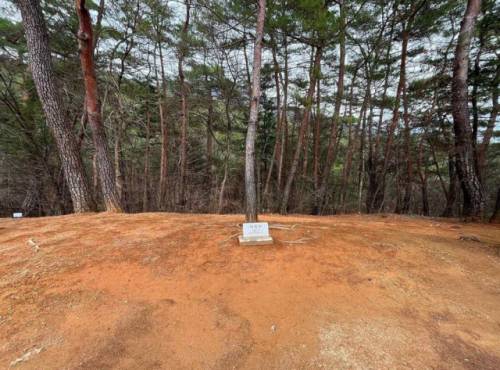 ◇영월 장릉 정령송 주변 들꽃 식재 예정 공간. 국가유산청 제공