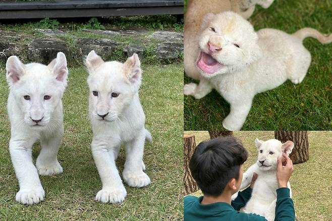 대구의 한 실내동물원 지하 사육장에서 7년간 갇혀 지내다 2024년 구조된 백사자 레오와 레아 사이에서 지난해 8월 태어난 루카·루나 남매의 어릴 적 모습. / 네이처파크 제공