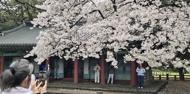 ▲청명을 하루 앞둔 4일 오전 제주시 삼성혈을 찾은 관광객들이 화사하게 핀 왕벚꽃 아래서 기념사진을 찍고 있다. 서울 여의도에서도 5일 벚꽃이 만개했다. (사진=연합뉴스)