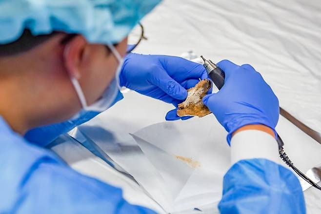 출토된 인골에서 유전물질인 디옥시리보핵산(DNA) 시료를 채취하는 모습. 김대욱 학예연구원 제공