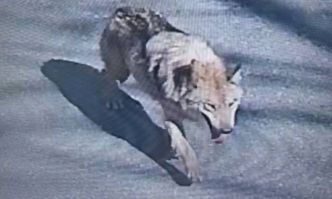 지난 8일 오전 대전 중구 사정동 오월드에서 탈출한 늑대가 오월드 밖 인근 사거리를 배회하는 모습. 대전소방본부