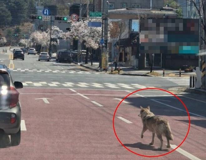8일 오전 대전 오월드에서 탈출한 늑대 1마리가 보문산 일대를 배회하고 있다. 대전소방본부 제공