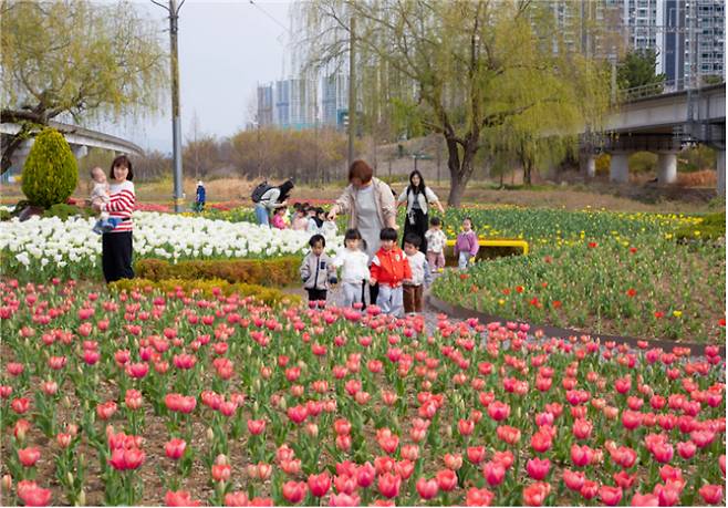 화명생태공원에 튤립이 만개했다. 부산시 낙동강관리본부 제공