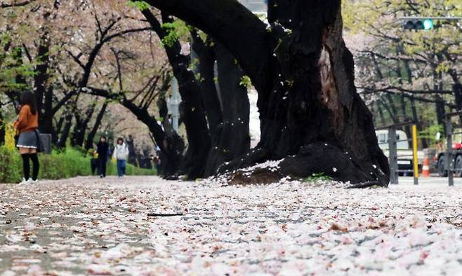 봄비가 그친 10일 오후 서울 영등포구 여의도 윤중로에 벚꽃이 떨어져 있다. 뉴스1