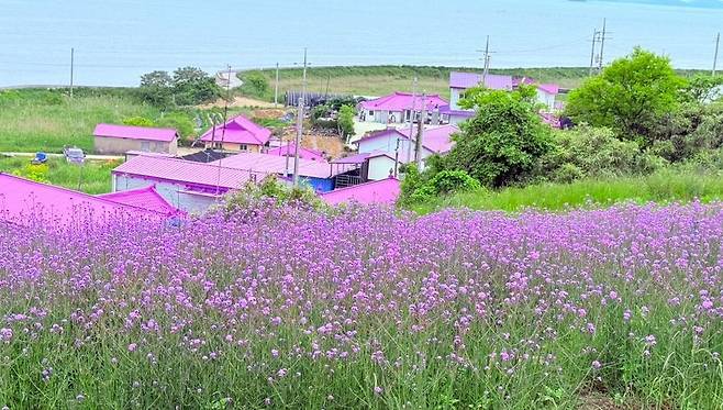 강력한 컬러 브랜딩으로 정체성을 확립한 전남 신안의 퍼플섬 전경. 전문가들은 “울릉도 역시 단순한 자연 관람을 넘어 크레타나 신안처럼 전 세계 관광객의 뇌리에 각인될 수 있는 입체적인 현지 상표 구축이 시급하다”라고 제언한다. /독자 제공