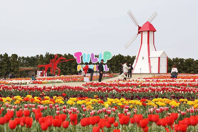지난 10일 ‘섬 튤립축제’가 개막한 전남 신안군 임자도 대광해수욕장 일대 풍경. 사진 신안군