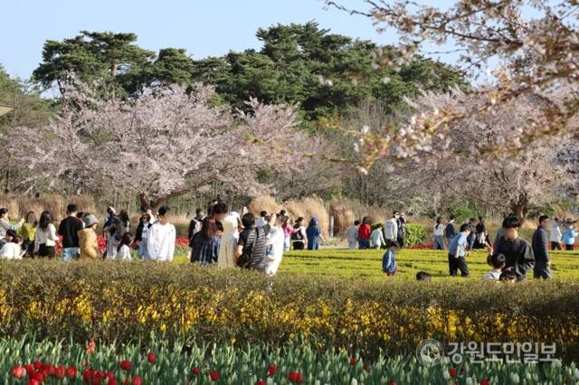 ▲ 11일 강릉 경포호수 일원에서 열린 경포 벚꽃 축제에 인파가 몰렸다. 전국에서 찾아온 봄나들이객들이 경포 벚꽃을 보며 막바지 벚꽃놀이를 즐기고 있다. 황선우 기자