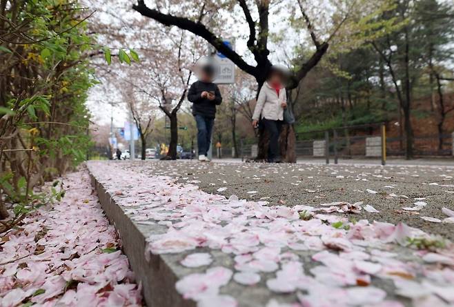 봄비가 그친 10일 서울 영등포구 여의도 윤중로에 벚꽃이 떨어져 있다. 사진=문경덕 기자