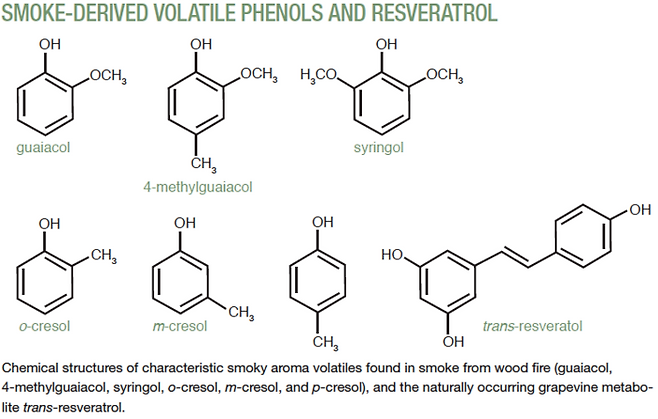 독일 뮌헨 공과대 식물 생명공학 연구진이 스모크 테인트를 과학적으로 설명한 수식. 산불 직후 포도를 먹거나 향을 맡았을 때는 정상처럼 보이지만, 와인으로 양조한 직후에야 돌이킬 수 없는 스모크 테인트가 발현되는 생화학적 원인을 설명했다.