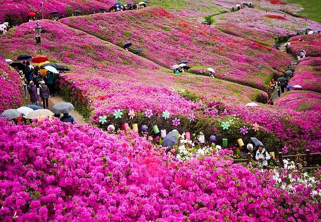 군포철쭉축제가 열리는 군포철쭉동산. 사진=군포문화재단