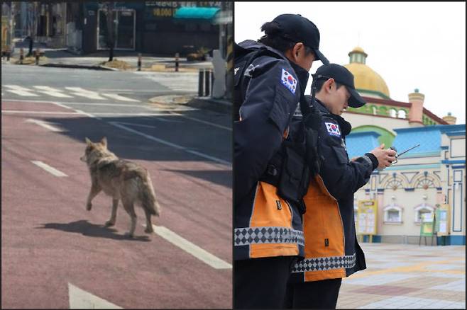 대전소방본부가 지난 8일 언론에 배포한 오월드 탈출 늑대 '늑구' 사진(왼쪽)은 AI 조작 이미지로 파악됐다. 이 사진을 토대로 수색팀이 출동하는 등 혼선이 빚어지자 대전소방본부는 10일 삭제를 요청했다. 오른쪽은 대전소방본부 대원들이 드론 수색을 벌이는 모습(사진=연합뉴스)