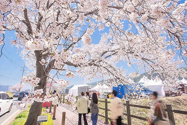 천안시 북면 위례벚꽃길을 걷는 사람들.
