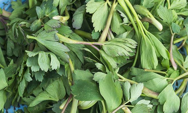 방풍. 게티이미지뱅크