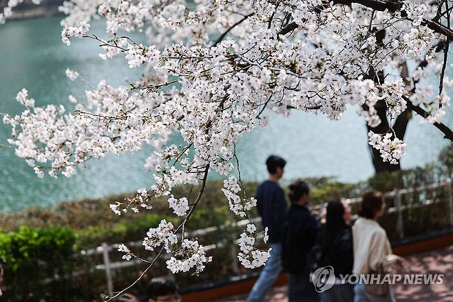 벚꽃이 만개한 석촌호수 (서울=연합뉴스) 서대연 기자 = 지난 2일 서울 송파구 석촌호수에 벚꽃이 만개해 있다. 2026.4.12 dwise@yna.co.kr