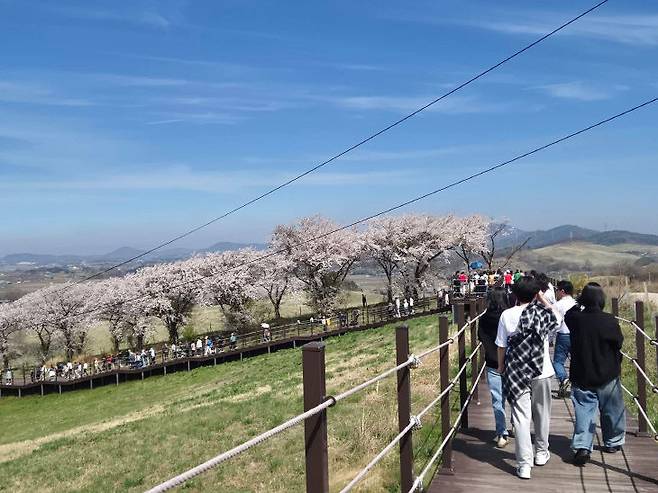 서산시 운산면 한우목장길이 봄을 맞아 '초록빛 벚꽃 잔치'의 중심지로 떠오르며 전국적인 관심을 끌고 있다.(사진=서산시 제공)