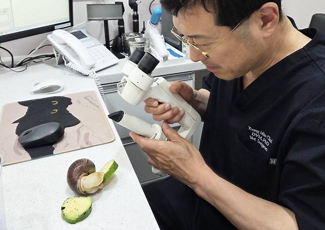 경남 창원에서 서울까지 아프리카 달팽이가 내원하자 진료를 준비하는 최영민 원장 ⓒ 뉴스1 한송아 기자