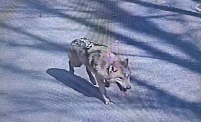 대전 동물원 탈출 늑대 늑구. 사진 대전소방본부